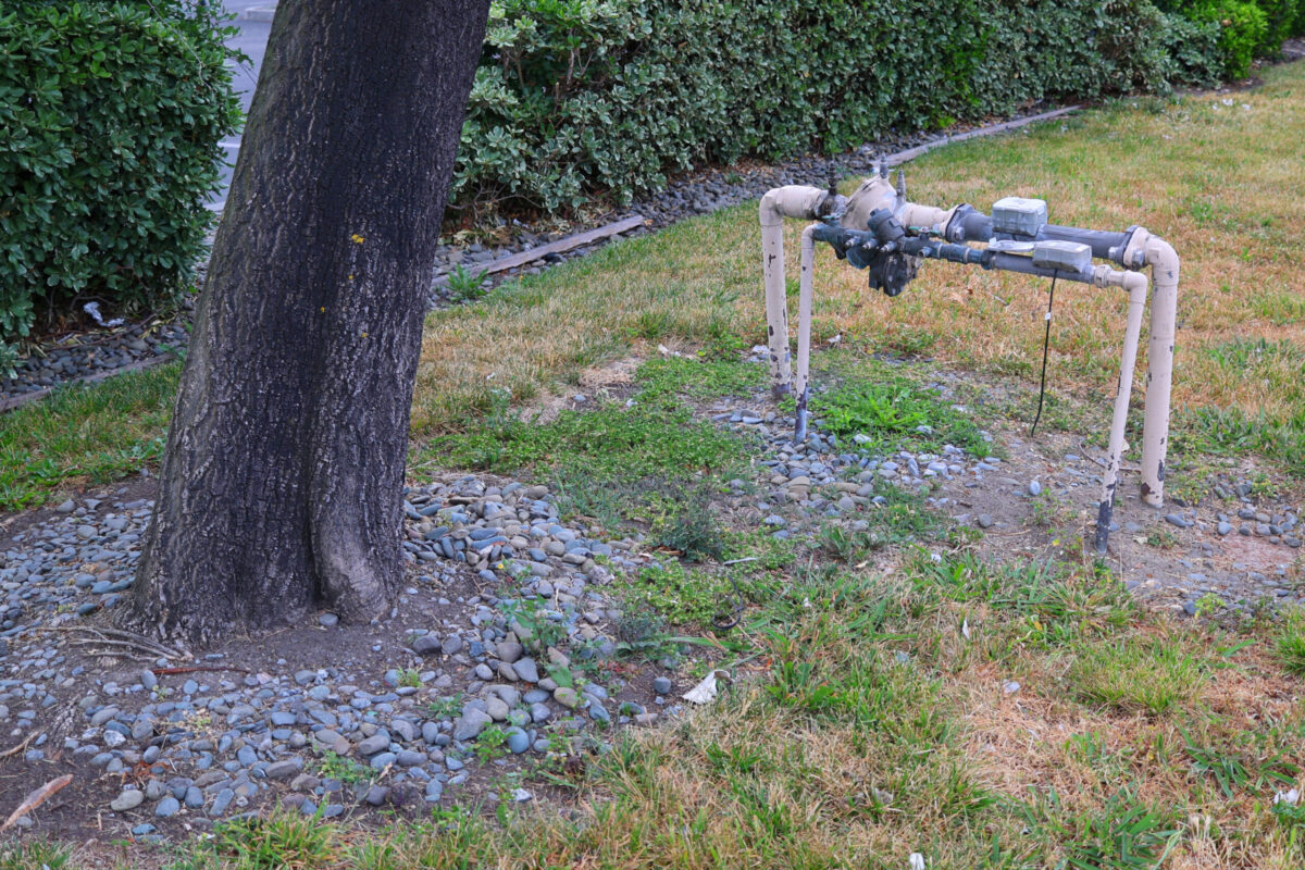 irrigation backflow preventer installed next to tree